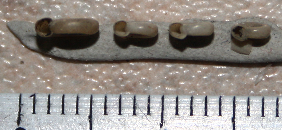 Planorbis planorbis? no, Anisus spirorbis